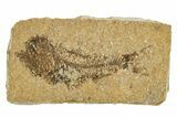 Oligocene Fossil Lanternfish (Eomyctophum) - Poland #374312-1